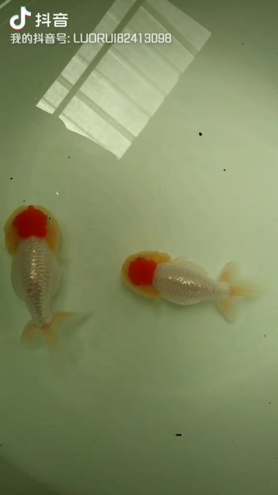 虎頭金魚，紅頂虎頭！頭金魚，紅頂珍品，水中藝術