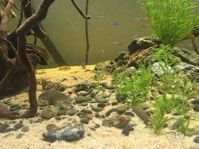 便宜的魚缸造景多少錢一平：魚缸造景的材料價格，魚缸造景材料價格一覽，經濟實惠的魚缸造景解決方案
