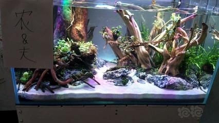 便宜的魚缸造景多少錢一平：魚缸造景的材料價格，魚缸造景材料價格一覽，經濟實惠的魚缸造景解決方案