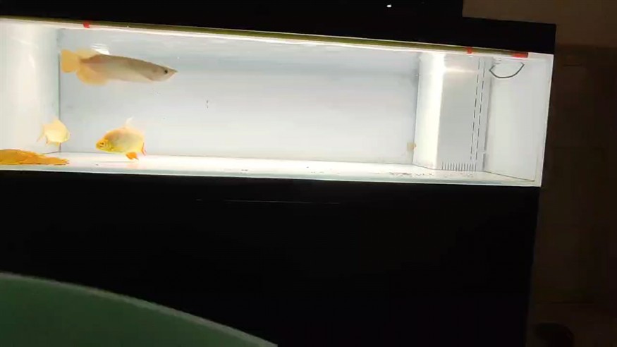食欲不錯，不敢多喂，旺盛卻謹慎，如何平衡喂養與節制