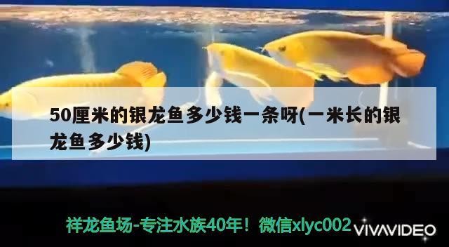 50厘米的銀龍魚多少錢一條呀(一米長的銀龍魚多少錢)龍魚價格分析，50厘米與