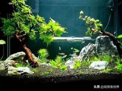 沉木放在魚缸里水發黃會影響魚嗎：沉木在魚缸中的作用，木在魚缸中的作用，揭秘水發