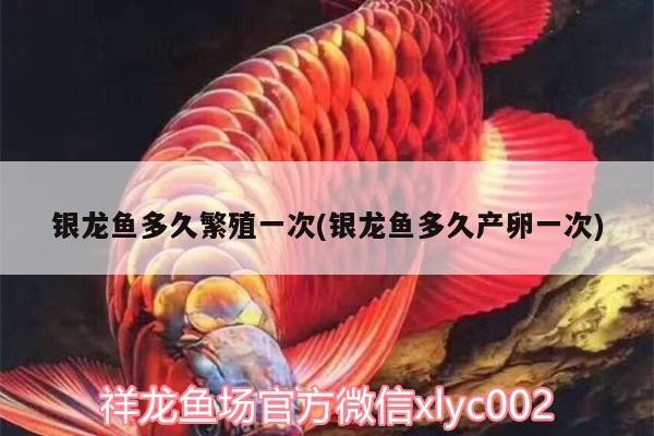 銀龍魚多久繁殖一次(銀龍魚多久產卵一次)龍魚繁殖周期揭秘，多久產卵