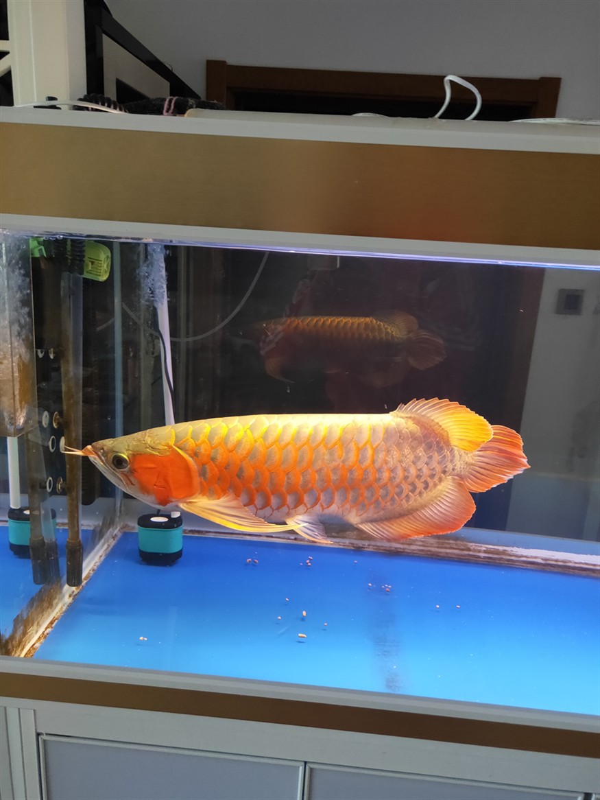 龍魚來啦，魚驚喜現(xiàn)身，社區(qū)居民的歡樂時(shí)刻 龍魚來啦，魚驚喜現(xiàn)身，社區(qū)居民的歡樂時(shí)刻 銀龍魚百科 第1張