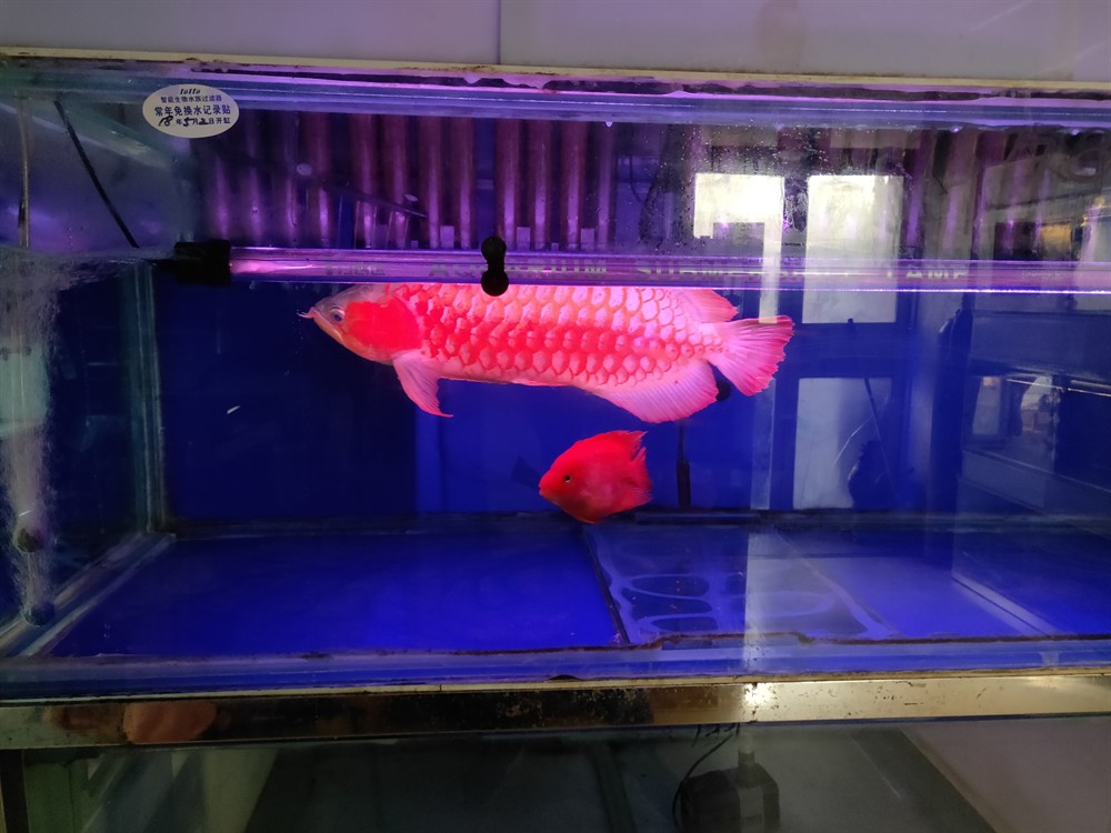 龍魚來啦，魚驚喜現(xiàn)身，社區(qū)居民的歡樂時(shí)刻 龍魚來啦，魚驚喜現(xiàn)身，社區(qū)居民的歡樂時(shí)刻 銀龍魚百科 第2張