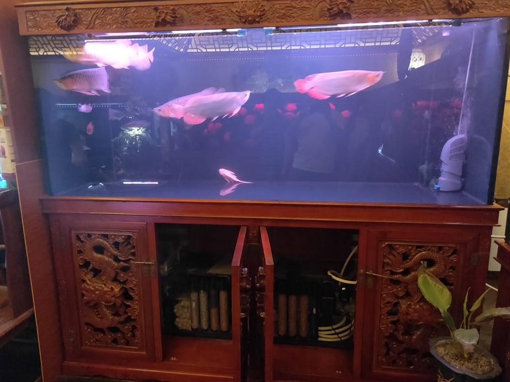 龍魚來啦，魚驚喜現(xiàn)身，社區(qū)居民的歡樂時(shí)刻 龍魚來啦，魚驚喜現(xiàn)身，社區(qū)居民的歡樂時(shí)刻 銀龍魚百科 第6張