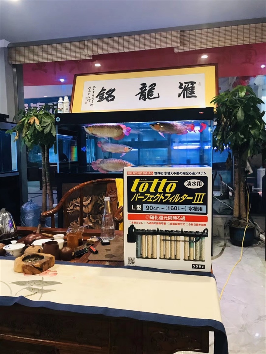 龍魚來啦，魚驚喜現(xiàn)身，社區(qū)居民的歡樂時(shí)刻 龍魚來啦，魚驚喜現(xiàn)身，社區(qū)居民的歡樂時(shí)刻 銀龍魚百科 第7張