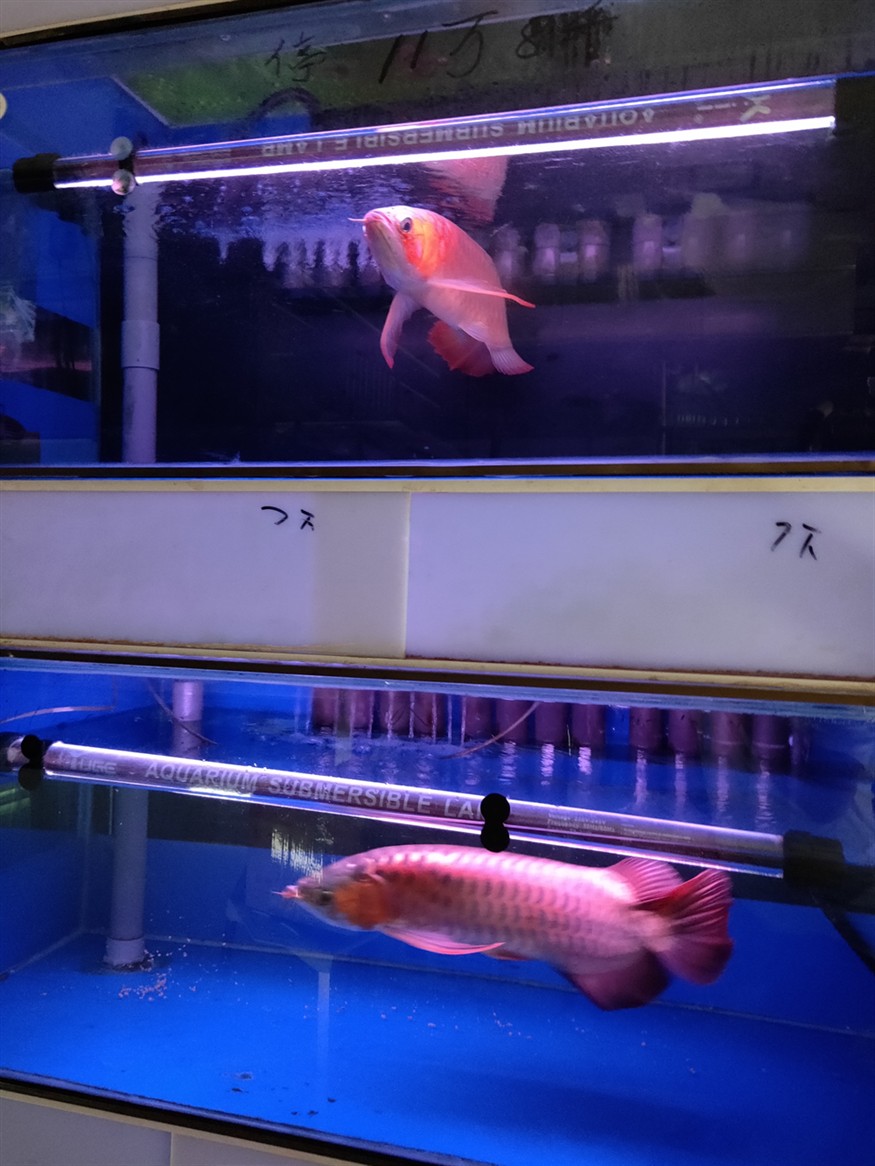 龍魚來啦，魚驚喜現(xiàn)身，社區(qū)居民的歡樂時(shí)刻 龍魚來啦，魚驚喜現(xiàn)身，社區(qū)居民的歡樂時(shí)刻 銀龍魚百科 第9張