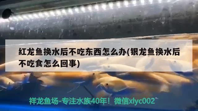 紅龍魚換水后不吃東西怎么辦(銀龍魚換水后不吃食怎么回事)龍魚換水后不進食的應對