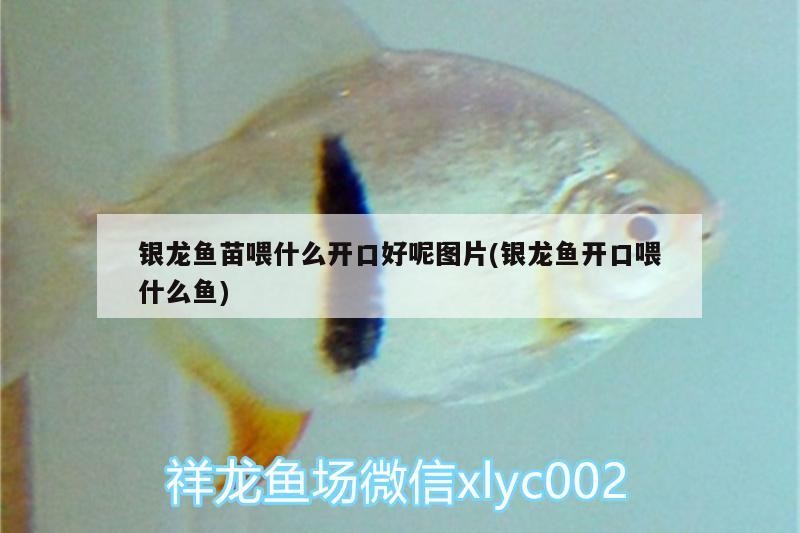 銀龍魚苗喂什么開口好呢圖片(銀龍魚開口喂什么魚)龍魚苗開口喂養指南，選擇正確的