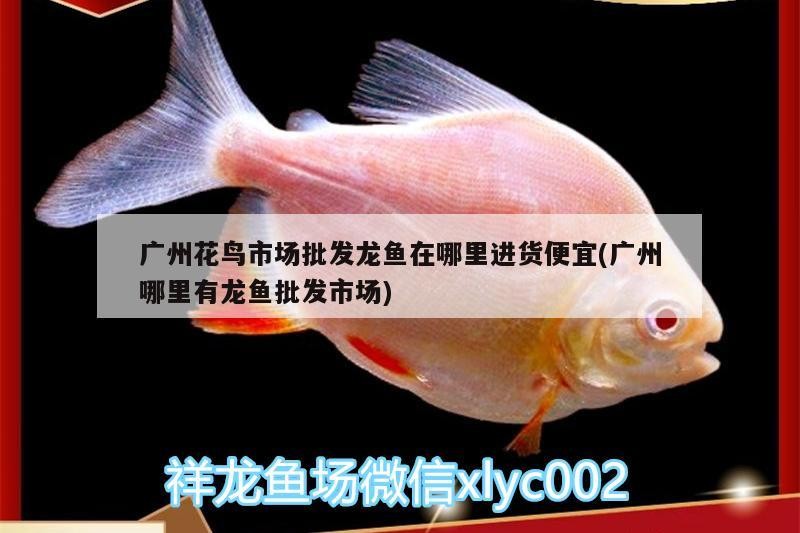虎魚的營養價值及功效(虎魚有什么營養)魚，揭秘其營養價值