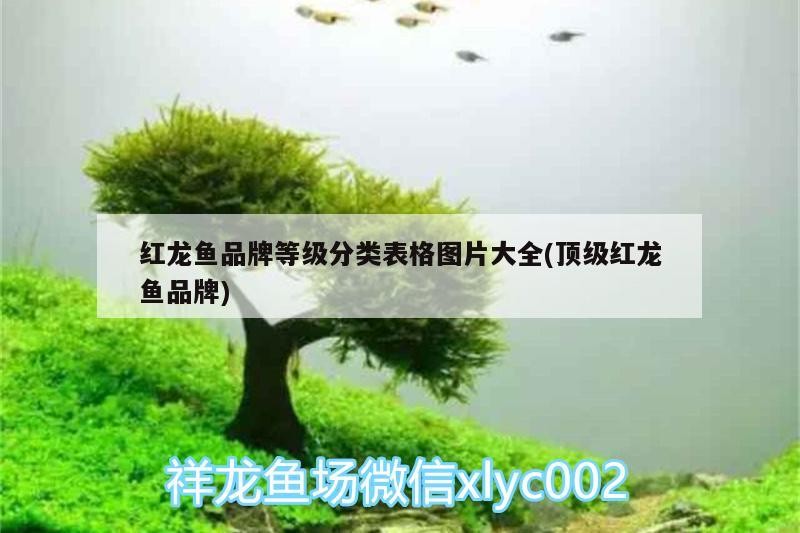 虎魚的營養價值及功效(虎魚有什么營養)魚，揭秘其營養價值