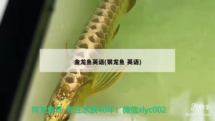 金龍魚英語(銀龍魚英語)龍魚英語，銀龍魚英語的