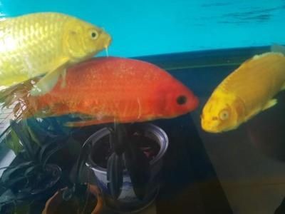 冬天魚缸水變渾濁怎么辦：魚缸水質管理的全面指南，魚缸水質管理指南，應對渾濁問題的有效 冬天魚缸水變渾濁怎么辦：魚缸水質管理的全面指南，魚缸水質管理指南，應對渾濁問題的有效 魚缸百科 第4張