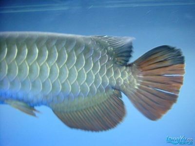 金龍魚發色吃什么最好，龍魚發色的最佳食物選擇，揭秘 金龍魚發色吃什么最好，龍魚發色的最佳食物選擇，揭秘 龍魚百科 第3張