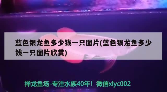 金龍魚 藍(lán)色銀龍魚多少錢一只圖片(藍(lán)色銀龍魚多少錢一只圖片欣賞)銀龍魚價(jià)格及 銀龍魚百科 藍(lán)色銀龍魚多少錢一只圖片(藍(lán)色銀龍魚多少錢一只圖片欣賞)銀龍魚價(jià)格及 藍(lán)色銀龍魚多少錢一只圖片(藍(lán)色銀龍魚多少錢一只圖片欣賞)銀龍魚價(jià)格及 銀龍魚百科