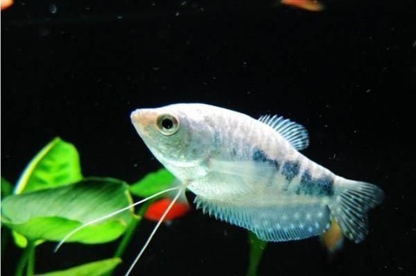 龍魚身上有白色線蟲怎么治，魚身上白色線蟲