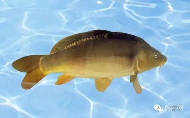 金龍魚虎魚還有什么魚可以混養(yǎng)呢（金龍魚虎魚還有什么魚可以混養(yǎng)呢視頻）金龍魚與虎魚混養(yǎng)的奧秘，適合混養(yǎng)的魚類種類及視頻教程