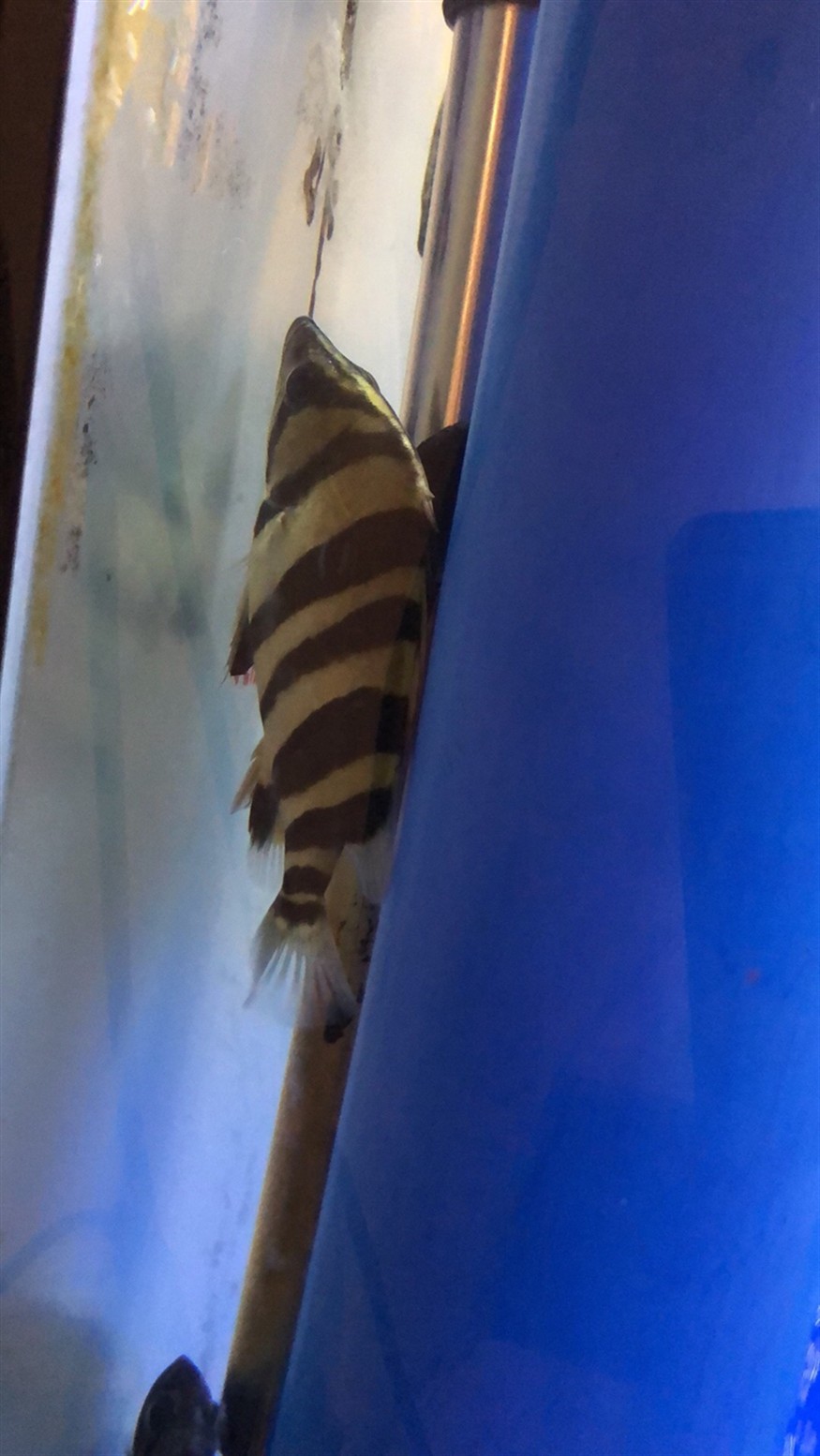 出小虎魚，虎魚的奇妙旅程，探索海洋中的
