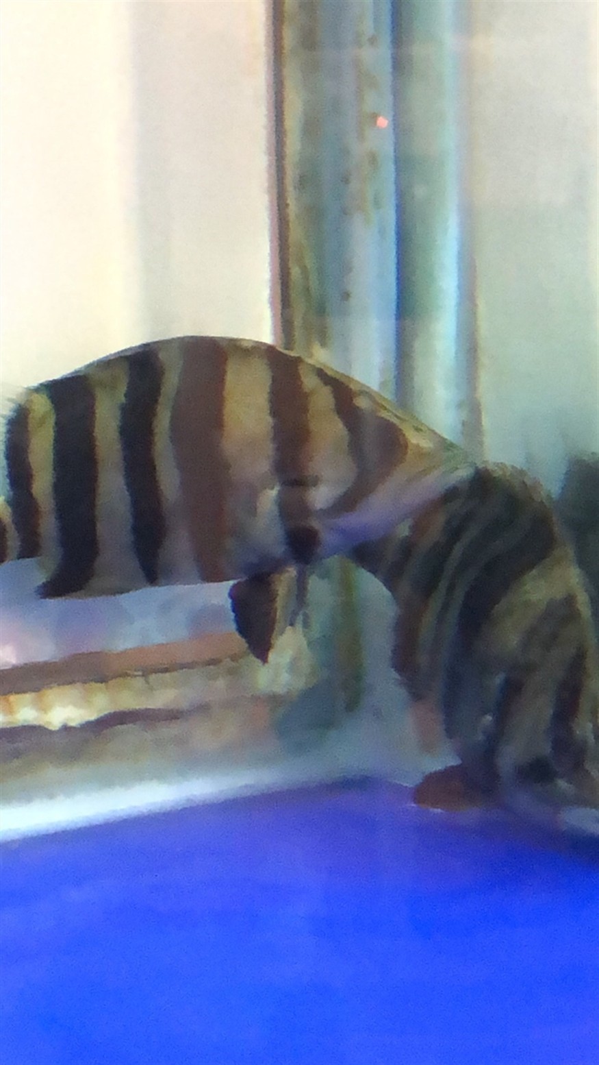 出小虎魚，虎魚的奇妙旅程，探索海洋中的