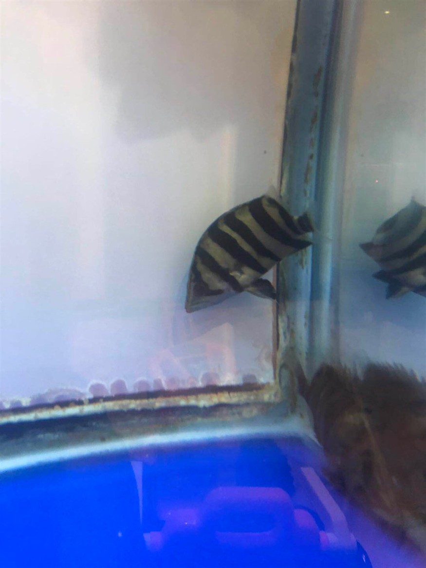 出小虎魚，虎魚的奇妙旅程，探索海洋中的
