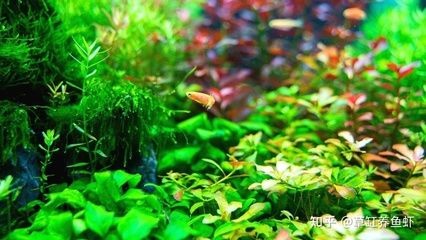 不怕冷的魚缸水草有哪些：不怕冷的水草魚缸水草種植技巧不怕冷的水草魚缸水草，冷的魚缸水草種植指南，選擇