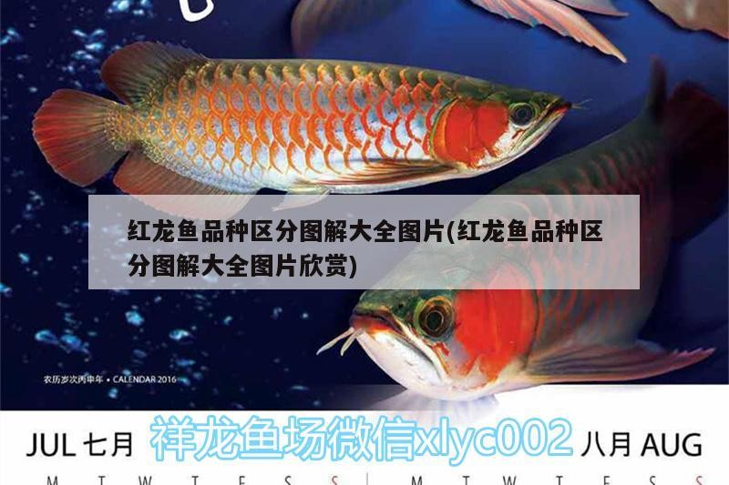 紅龍魚品種區分圖解大全圖片(紅龍魚品種區分圖解大全圖片欣賞)龍魚品種大全，圖解鑒賞與