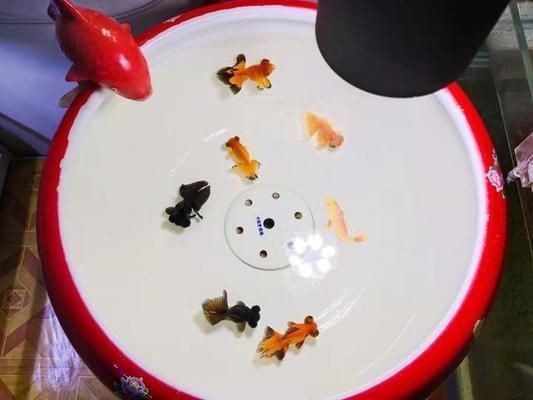 魚缸不換水的危害是什么，如何正確維護魚缸水質，魚缸不換水的危害及正確維護水質 魚缸不換水的危害是什么，如何正確維護魚缸水質，魚缸不換水的危害及正確維護水質 魚缸百科 第4張