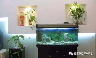 紅龍魚燈光選擇圖解視頻教程（紅龍魚燈光選擇圖解視頻教程大全）龍魚燈光選擇圖解視頻教程大全，打造完美水族