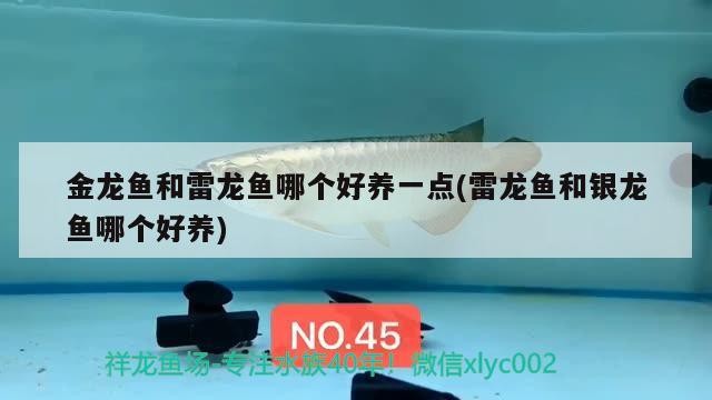 金龍魚和雷龍魚哪個好養(yǎng)一點(雷龍魚和銀龍魚哪個好養(yǎng))龍魚與雷龍魚養(yǎng)護對比，哪個更易養(yǎng)？銀龍魚也值得一