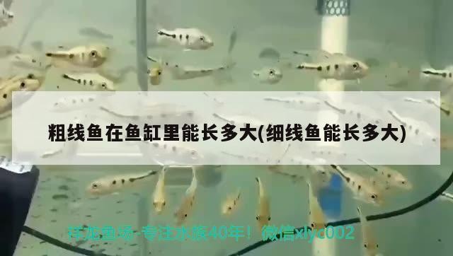 粗線魚在魚缸里能長多大(細(xì)線魚能長多大)線魚與粗線魚，魚缸中