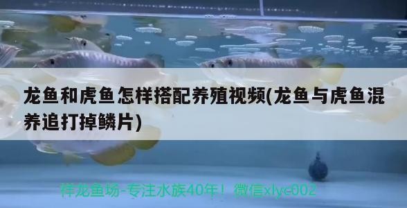 金龍魚擺件有哪些擺放禁忌,金龍魚擺件風(fēng)水指南 龍魚百科 第2張 金龍魚擺件有哪些擺放禁忌,金龍魚擺件風(fēng)水指南 金龍魚擺件有哪些擺放禁忌,金龍魚擺件風(fēng)水指南 龍魚百科 第2張