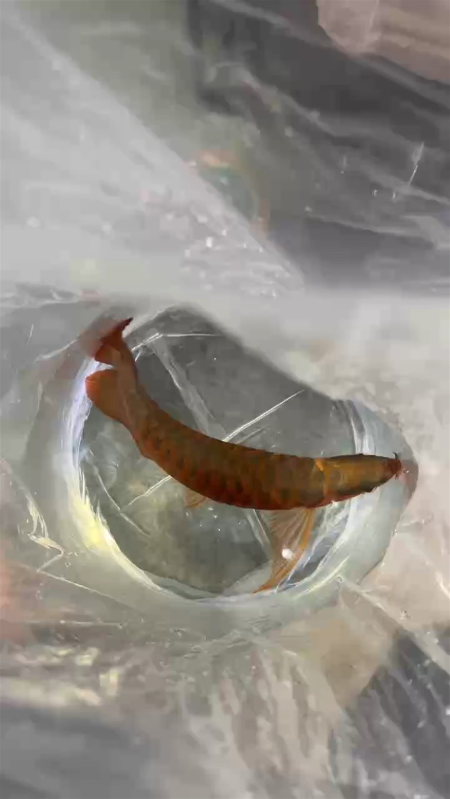 無(wú)燈光拍攝 就是這么紅，無(wú)燈光攝影的魔力，如何讓紅色