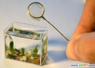 10cm魚缸造景：10cm魚缸造景需要考慮到空間的限制，需要考慮到空間的限制，0cm魚缸造景，打造精致小