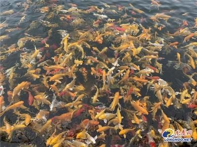 龍魚生產，魚繁育技術與養殖