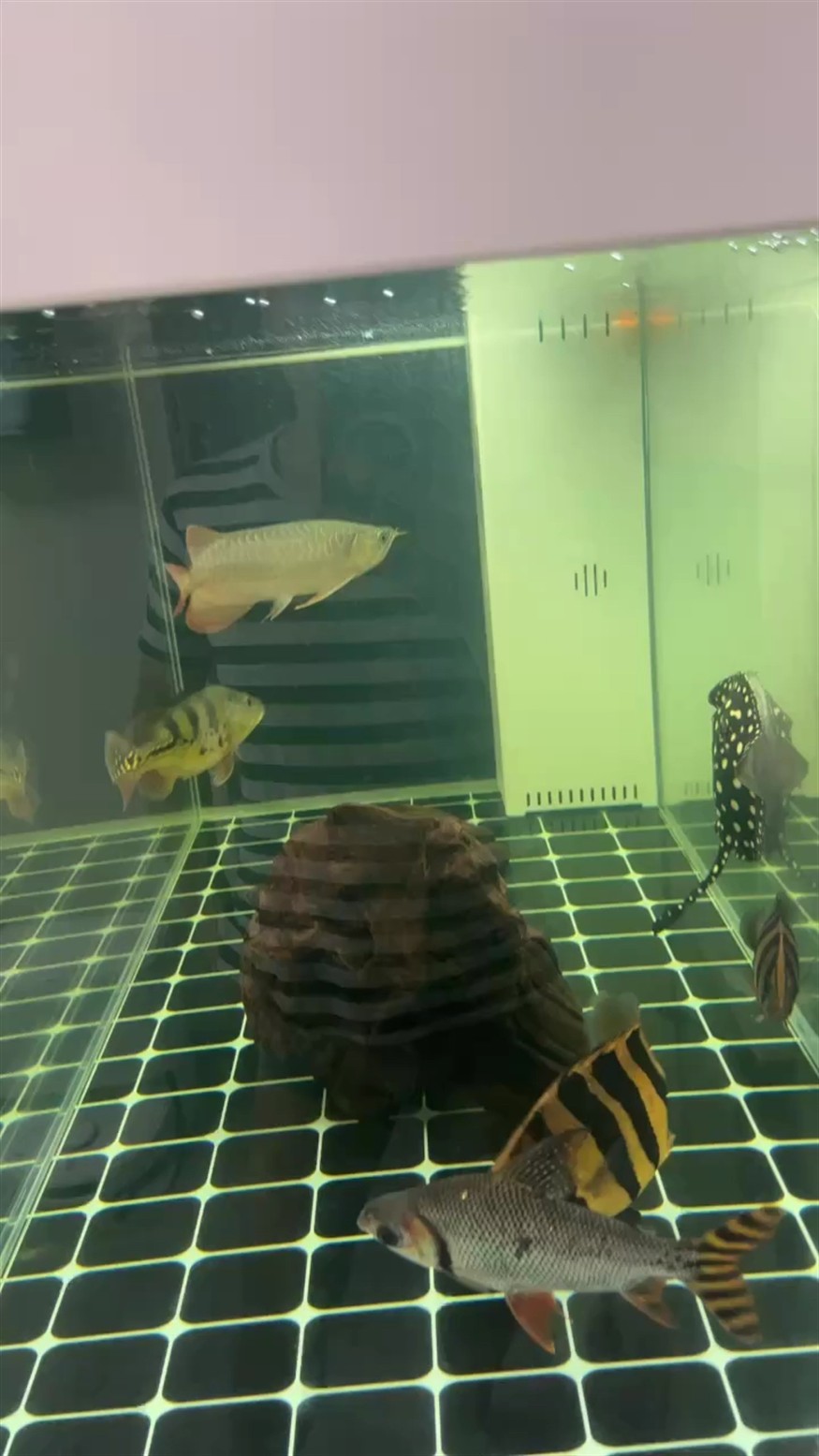 臺風，來襲，影響與應對 臺風，來襲，影響與應對 龍魚論壇