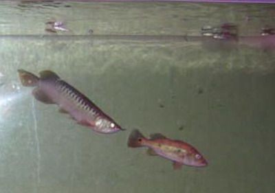 龍魚換缸后沉頭，魚換缸后沉頭現象解析與