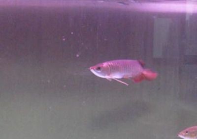 龍魚換缸后沉頭，魚換缸后沉頭現象解析與