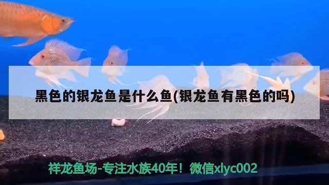 黑色的銀龍魚是什么魚(銀龍魚有黑色的嗎)神秘的黑色銀龍魚，自然界中的神秘
