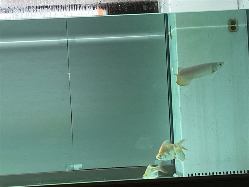 新魚入缸，魚入缸，水族箱生態的