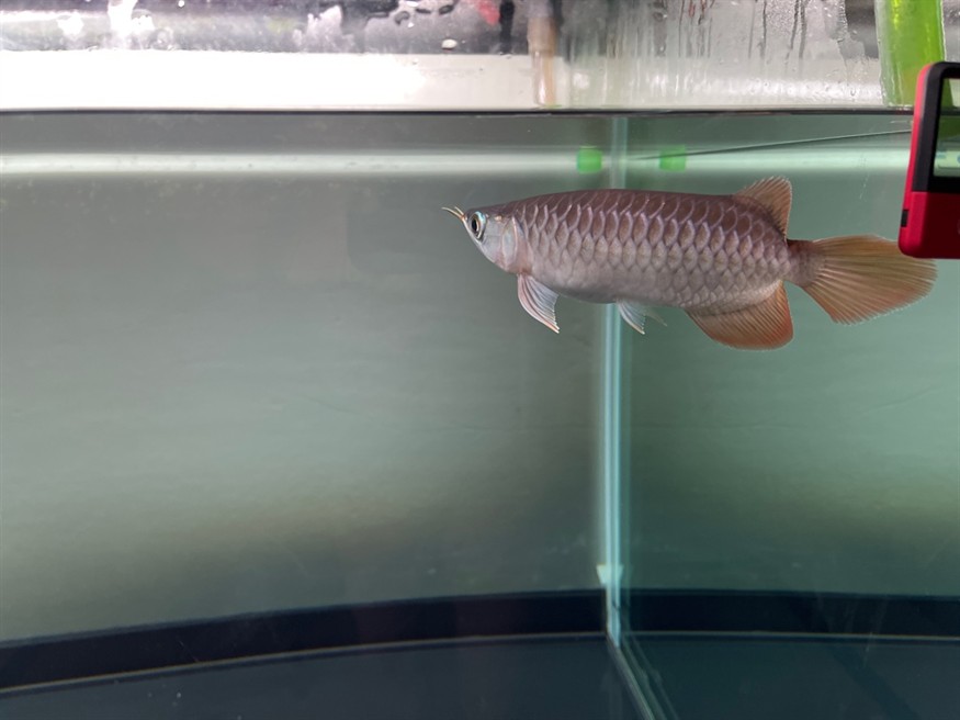 新魚入缸，魚入缸，水族箱生態的 新魚入缸，魚入缸，水族箱生態的 龍魚論壇 第4張