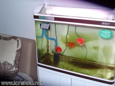 成品上過濾魚缸要怎樣加強過濾：上過濾魚缸的優缺點，過濾魚缸，優點與缺點解析，如何