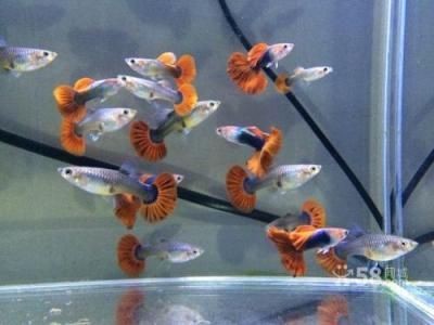 超白魚缸養(yǎng)什么魚好看：超白魚缸養(yǎng)殖技巧超白魚缸的養(yǎng)殖技巧超白魚缸的養(yǎng)殖技巧，白魚缸養(yǎng)魚技巧，打造美觀且