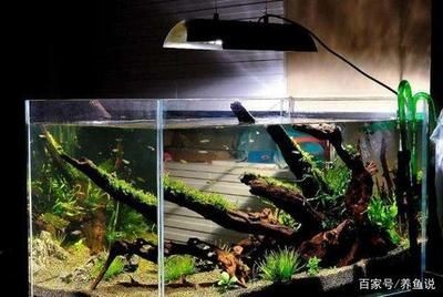 超白魚缸養(yǎng)什么魚好看：超白魚缸養(yǎng)殖技巧超白魚缸的養(yǎng)殖技巧超白魚缸的養(yǎng)殖技巧，白魚缸養(yǎng)魚技巧，打造美觀且