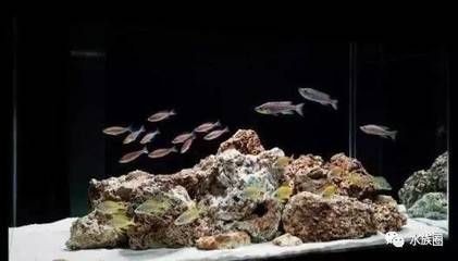 超白魚缸養(yǎng)什么魚好看：超白魚缸養(yǎng)殖技巧超白魚缸的養(yǎng)殖技巧超白魚缸的養(yǎng)殖技巧，白魚缸養(yǎng)魚技巧，打造美觀且