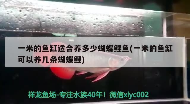 紅龍魚最便宜多少錢一斤啊（紅龍魚最便宜多少錢一斤啊圖片）龍魚價格一覽，最便宜的一斤多少錢