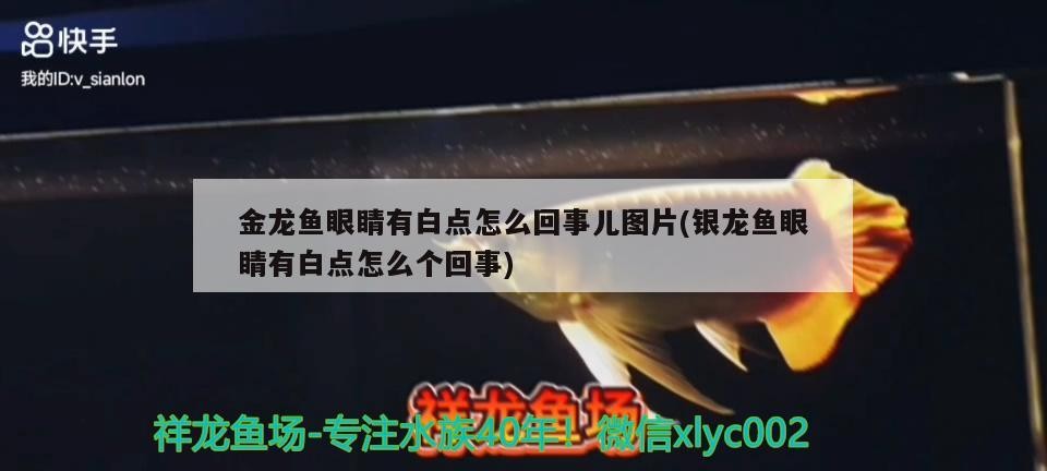 魚(yú)缸用增氧泵價(jià)格是多少:魚(yú)缸增氧機(jī)-xtrac增氧機(jī)-xtrac增氧機(jī) 金龍魚(yú)眼睛有白點(diǎn)怎么回事兒圖片(銀龍魚(yú)眼睛有白點(diǎn)怎么個(gè)回事)龍魚(yú)眼睛出現(xiàn)白點(diǎn)的原因及處理方法 銀龍魚(yú)百科 金龍魚(yú)眼睛有白點(diǎn)怎么回事兒圖片(銀龍魚(yú)眼睛有白點(diǎn)怎么個(gè)回事)龍魚(yú)眼睛出現(xiàn)白點(diǎn)的原因及處理方法 金龍魚(yú)眼睛有白點(diǎn)怎么回事兒圖片(銀龍魚(yú)眼睛有白點(diǎn)怎么個(gè)回事)龍魚(yú)眼睛出現(xiàn)白點(diǎn)的原因及處理方法 銀龍魚(yú)百科