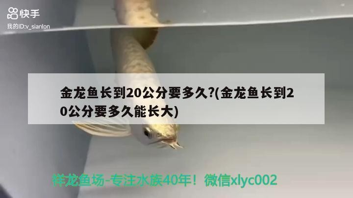 金龍魚長到20公分要多久?(金龍魚長到20公分要多久能長大)龍魚成長速度揭秘，20公分