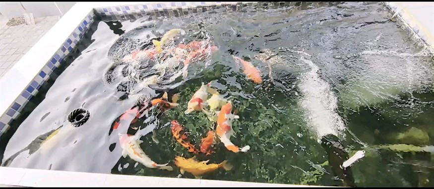 養了兩年了 終于不死魚了，魚兩年終獲成功，不死魚的