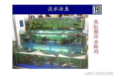超市魚缸的魚該怎么養好呢：在超市魚缸養魚需要注意什么？魚缸養魚指南，注意事項與養護技巧